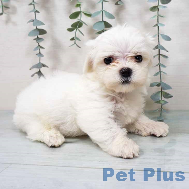 千葉県のマルチーズ (ペットプラス 八千代緑が丘店/2025年9月12日生まれ/男の子/ホワイト)の子犬の1枚目の画像
