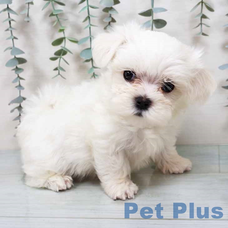 埼玉県のマルチーズ (ペットプラス ららぽーと新三郷店/2025年9月12日生まれ/男の子/ホワイト)の子犬の2枚目の画像