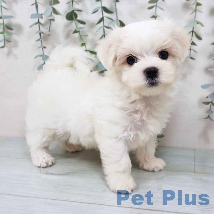 長野県のマルチーズ (ペットプラス 長野店/2025年9月12日生まれ/男の子/ホワイト)の子犬の1枚目の画像