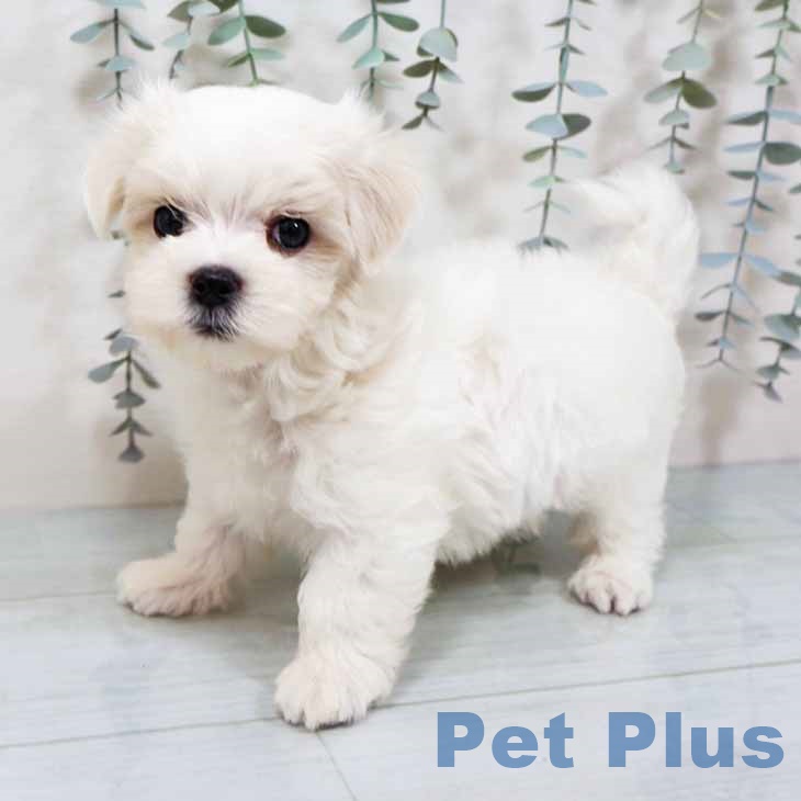 長野県のマルチーズ (ペットプラス 長野店/2025年9月12日生まれ/男の子/ホワイト)の子犬の2枚目の画像
