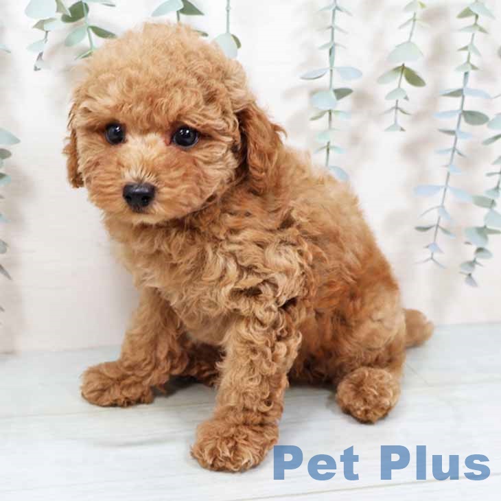 奈良県のトイプードル(トイ) (ペットプラス 大和郡山店/2025年9月12日生まれ/男の子/アプリコット)の子犬の1枚目の画像