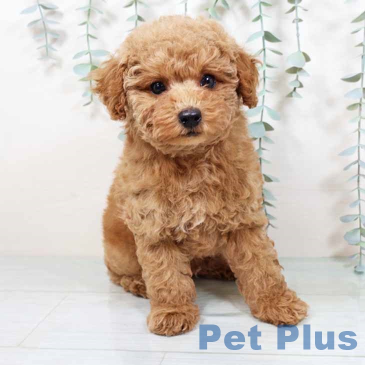 奈良県のトイプードル(トイ) (ペットプラス 大和郡山店/2025年9月12日生まれ/男の子/アプリコット)の子犬の2枚目の画像