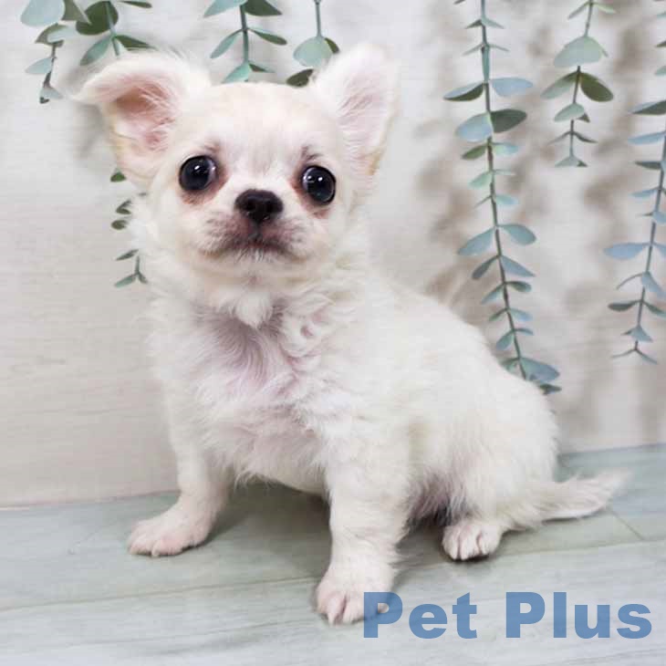 大阪府のチワワ(ロング) (ペットプラス りんくう泉南店/2025年9月8日生まれ/男の子/クリームホワイト)の子犬の1枚目の画像