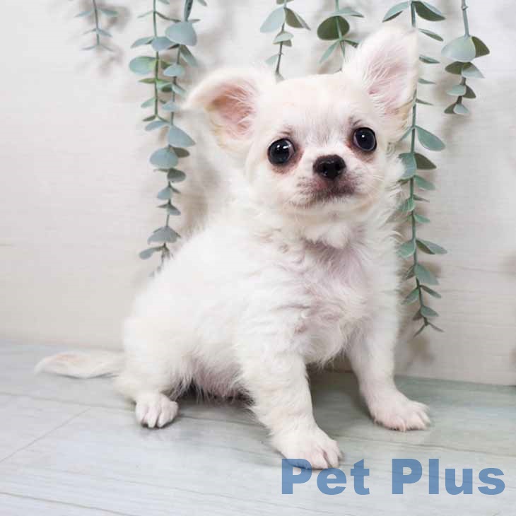 大阪府のチワワ(ロング) (ペットプラス りんくう泉南店/2025年9月8日生まれ/男の子/クリームホワイト)の子犬の2枚目の画像