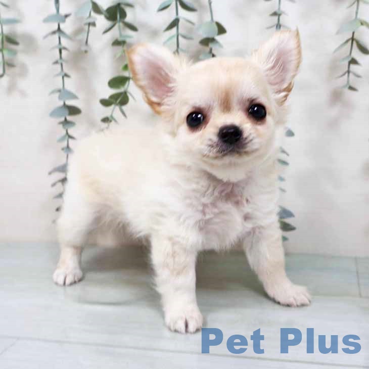 奈良県のチワワ(ロング) (ペットプラス 大和郡山店/2025年9月8日生まれ/女の子/クリームホワイト)の子犬の1枚目の画像
