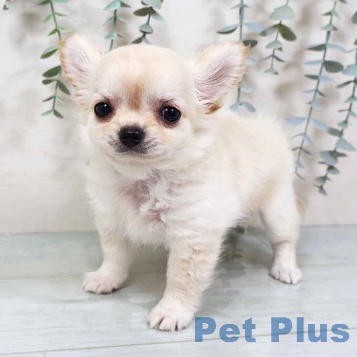 奈良県のチワワ(ロング) (ペットプラス 大和郡山店/2025年9月8日生まれ/女の子/クリームホワイト)の子犬の2枚目の画像