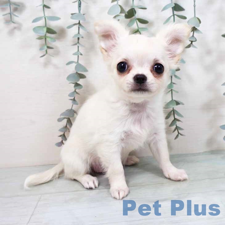 大阪府のチワワ(ロング) (ペットプラス 四條畷店/2025年9月8日生まれ/女の子/クリームホワイト)の子犬の1枚目の画像