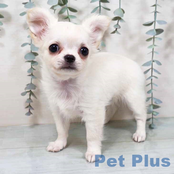 大阪府のチワワ(ロング) (ペットプラス 四條畷店/2025年9月8日生まれ/女の子/クリームホワイト)の子犬の2枚目の画像
