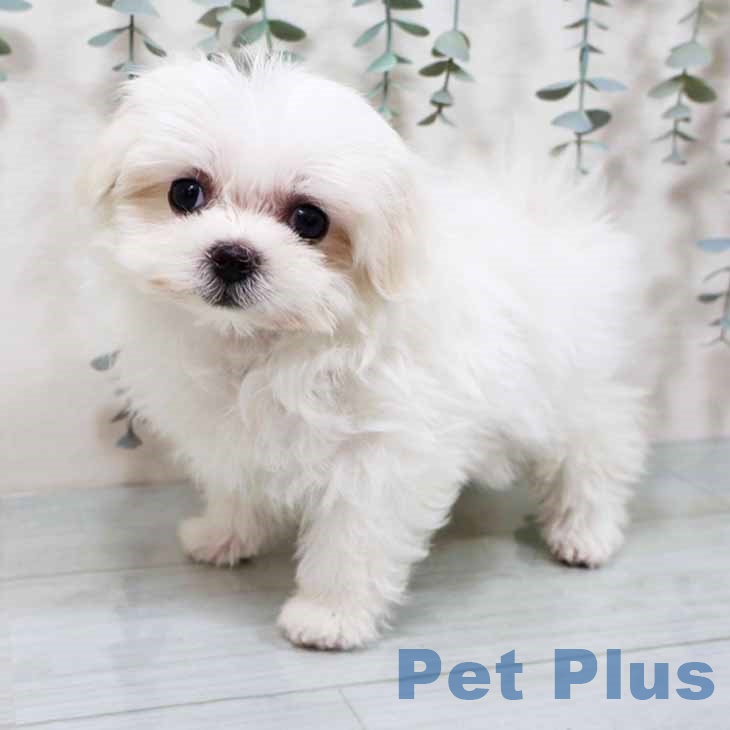 京都府のマルチーズ (ペットプラス イオンモールKYOTO店/2025年9月11日生まれ/女の子/ホワイト)の子犬の1枚目の画像
