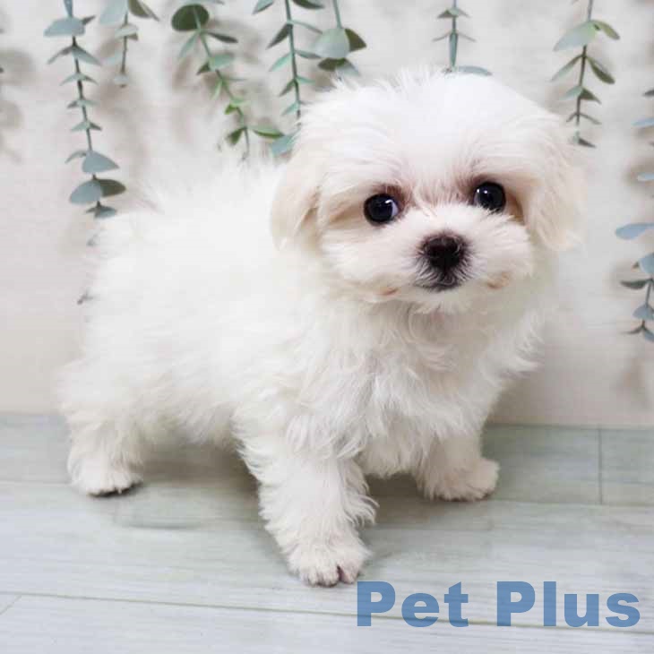 京都府のマルチーズ (ペットプラス イオンモールKYOTO店/2025年9月11日生まれ/女の子/ホワイト)の子犬の2枚目の画像