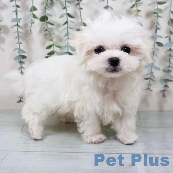 宮城県のマルチーズ (ペットプラス 仙台泉大沢店/2025年9月11日生まれ/男の子/ホワイト)の子犬の1枚目の画像