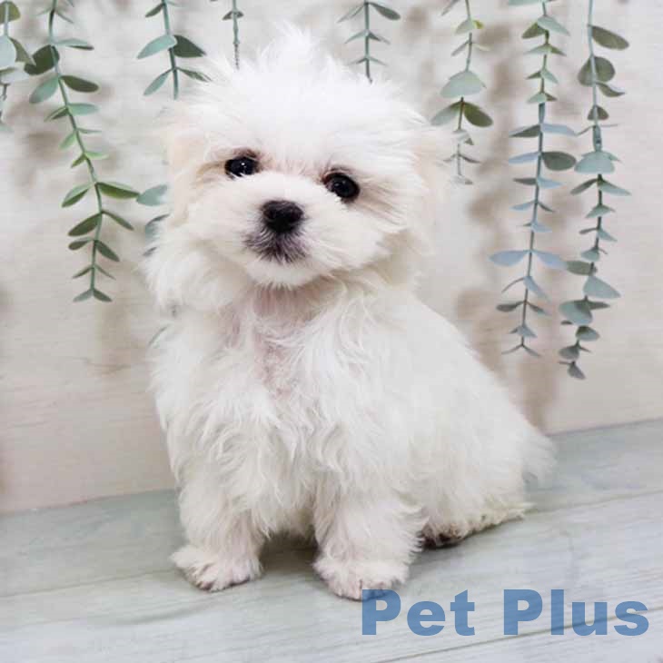 宮城県のマルチーズ (ペットプラス 仙台泉大沢店/2025年9月11日生まれ/男の子/ホワイト)の子犬の2枚目の画像