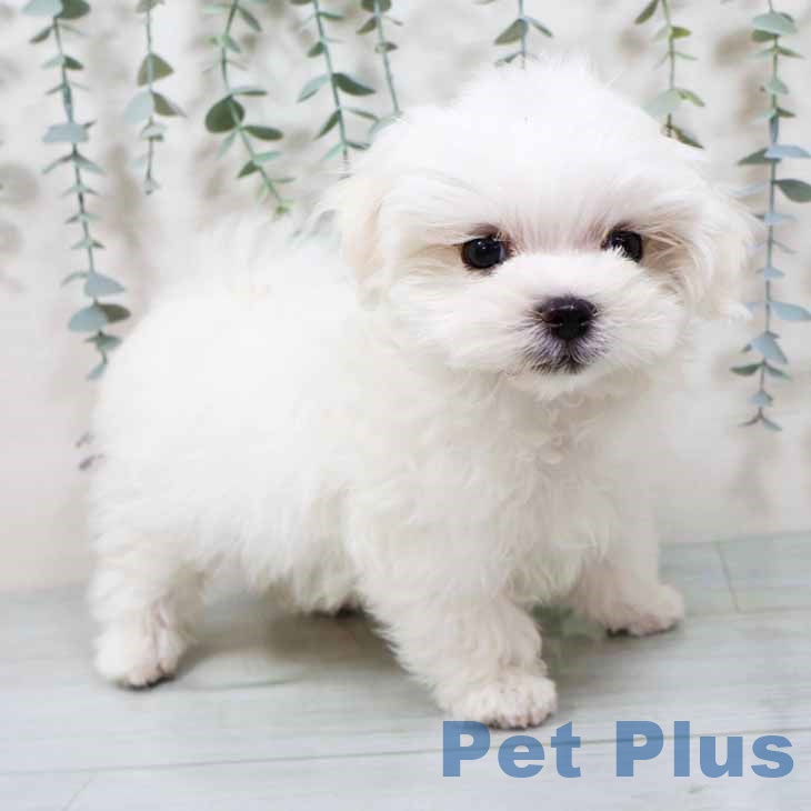 山梨県のマルチーズ (ペットプラス 甲府国母店/2025年9月11日生まれ/男の子/ホワイト)の子犬の1枚目の画像