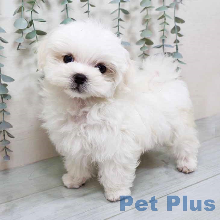 山梨県のマルチーズ (ペットプラス 甲府国母店/2025年9月11日生まれ/男の子/ホワイト)の子犬の2枚目の画像