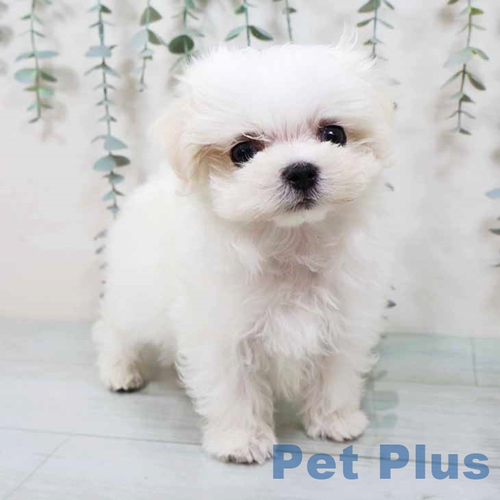 埼玉県のマルチーズ (ペットプラス 川口店/2025年9月11日生まれ/男の子/ホワイト)の子犬
