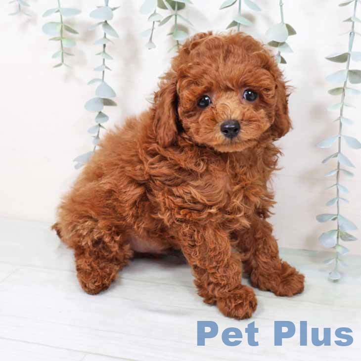 大阪府のトイプードル(トイ) (ペットプラス 堺北花田店/2025年9月12日生まれ/男の子/レッド)の子犬の1枚目の画像