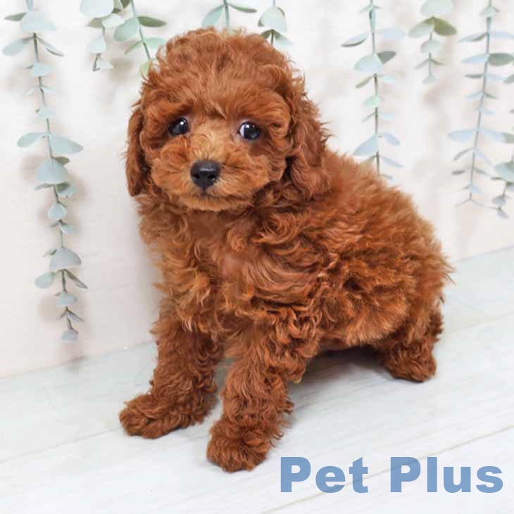 大阪府のトイプードル(トイ) (ペットプラス 堺北花田店/2025年9月12日生まれ/男の子/レッド)の子犬の2枚目の画像