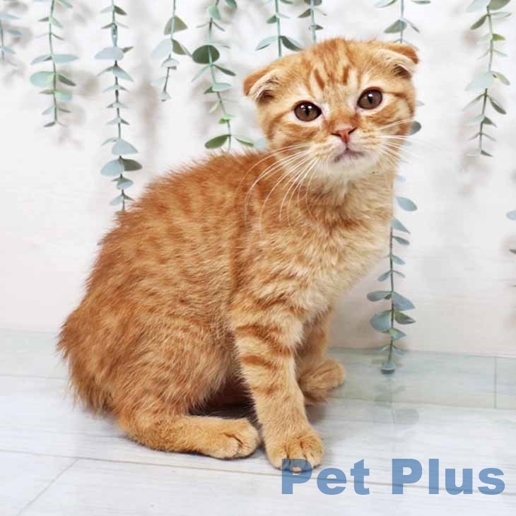 大阪府のスコティッシュフォールド (ペットプラス りんくう泉南店/2025年9月7日生まれ/男の子/レッドタビー)の子猫の1枚目の画像