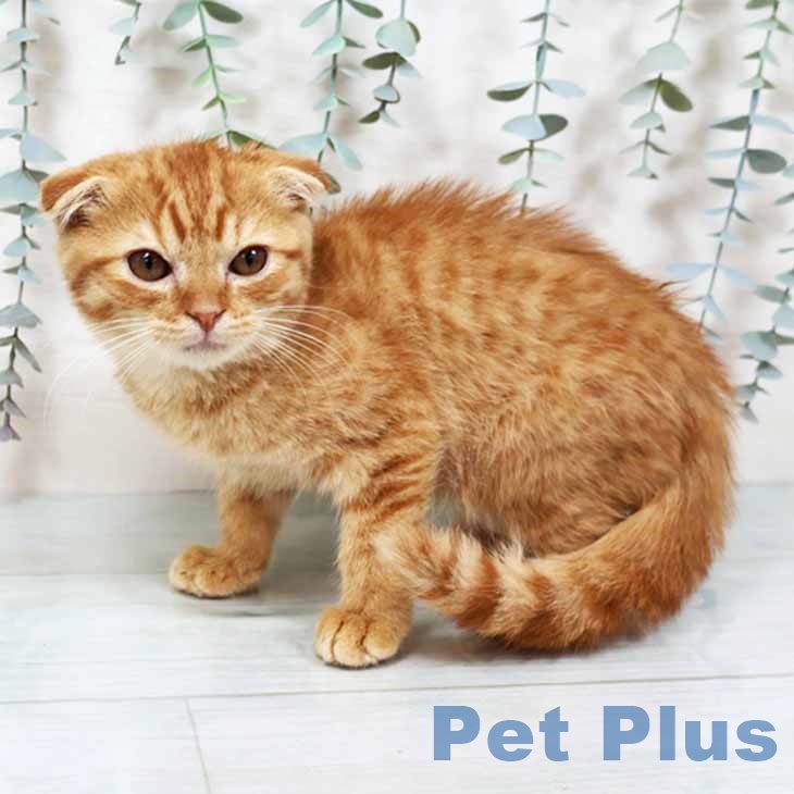 大阪府のスコティッシュフォールド (ペットプラス りんくう泉南店/2025年9月7日生まれ/男の子/レッドタビー)の子猫の2枚目の画像