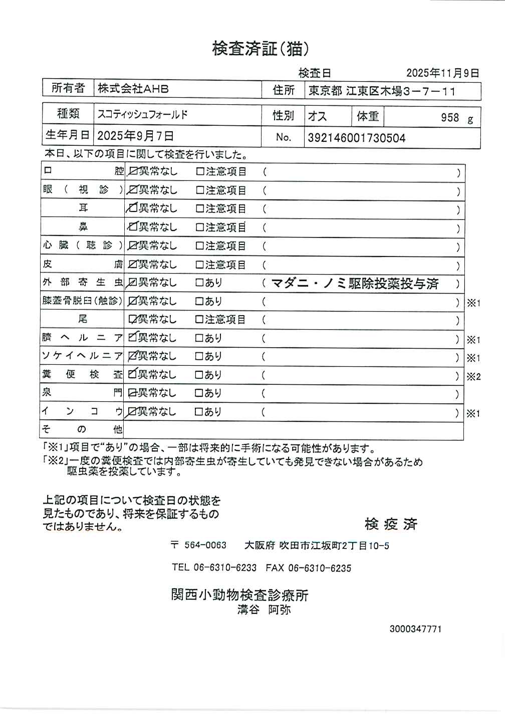 スコティッシュフォールド