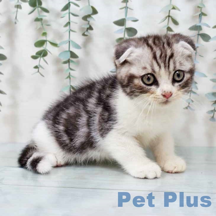 大阪府のスコティッシュフォールド (ペットプラス ららぽーと和泉店/2025年9月10日生まれ/男の子/シルバータビーホワイト)の子猫の1枚目の画像