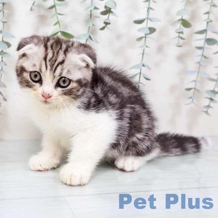 大阪府のスコティッシュフォールド (ペットプラス ららぽーと和泉店/2025年9月10日生まれ/男の子/シルバータビーホワイト)の子猫の2枚目の画像