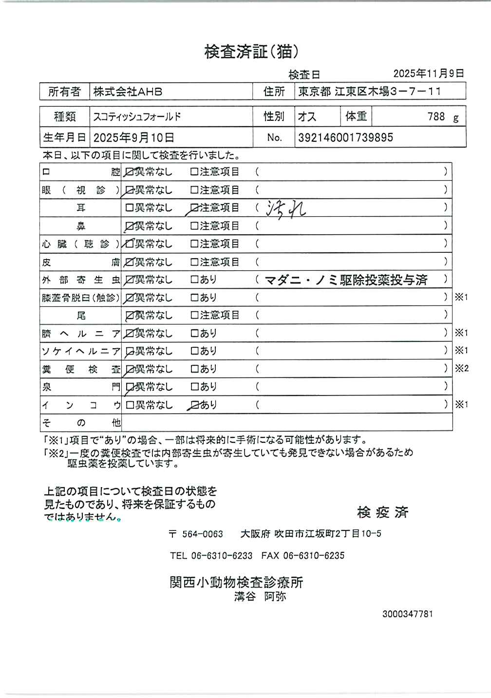 スコティッシュフォールド