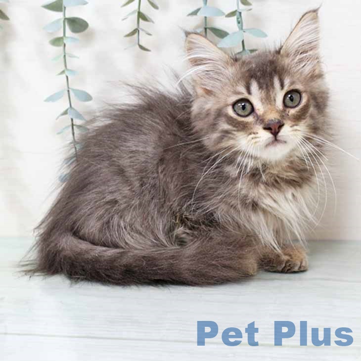 新潟県のサイベリアン (ペットプラス 新潟南店/2025年9月1日生まれ/男の子/ブルータビー)の子猫の1枚目の画像