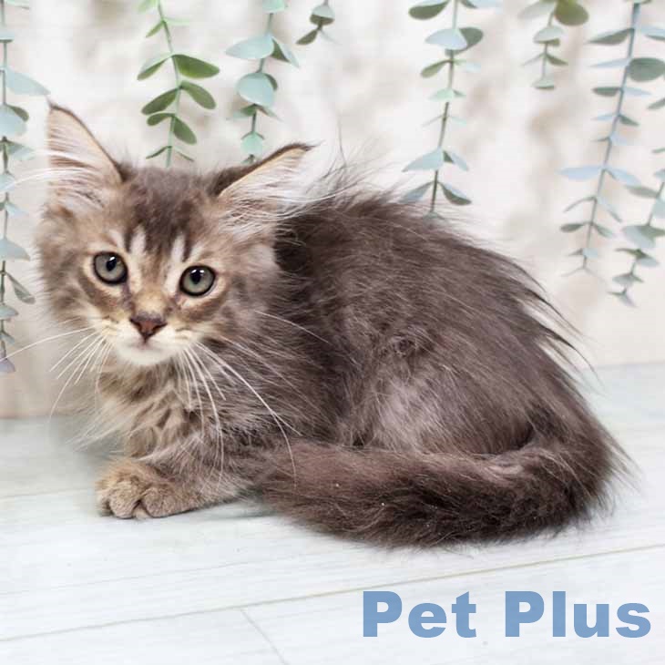 新潟県のサイベリアン (ペットプラス 新潟南店/2025年9月1日生まれ/男の子/ブルータビー)の子猫の2枚目の画像