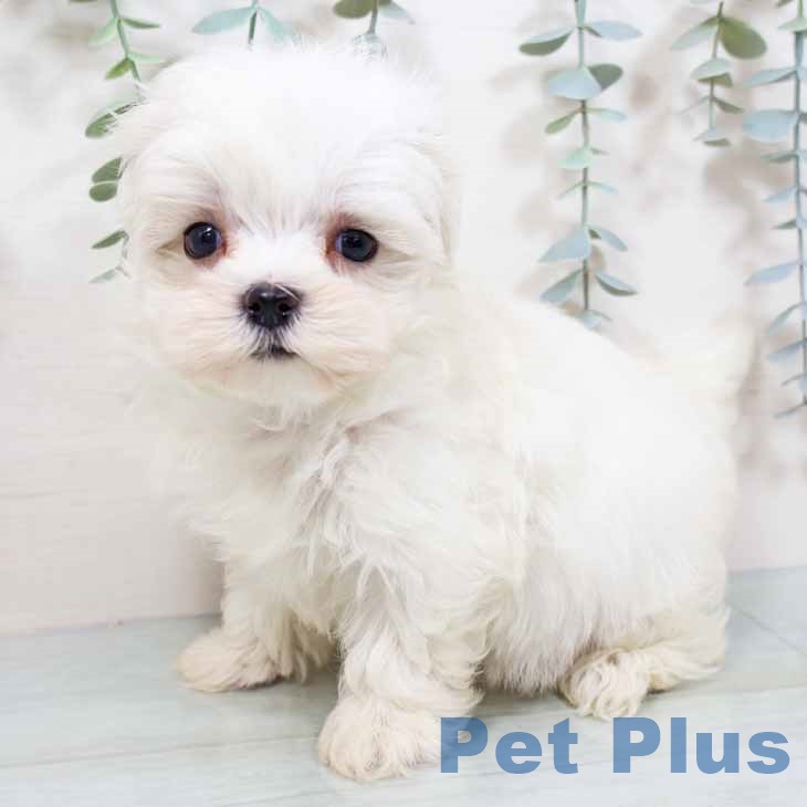 兵庫県のマルチーズ (ペットプラス 神戸三宮店/2025年9月16日生まれ/女の子/ホワイト)の子犬の1枚目の画像