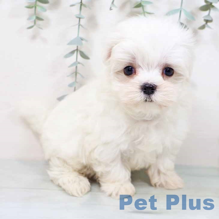 兵庫県のマルチーズ (ペットプラス 神戸三宮店/2025年9月16日生まれ/女の子/ホワイト)の子犬の2枚目の画像