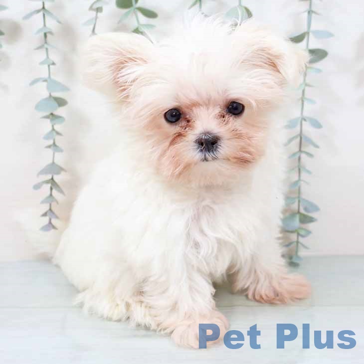新潟県のマルチーズ (ペットプラス 新潟青山店/2025年9月8日生まれ/男の子/ホワイト)の子犬の1枚目の画像