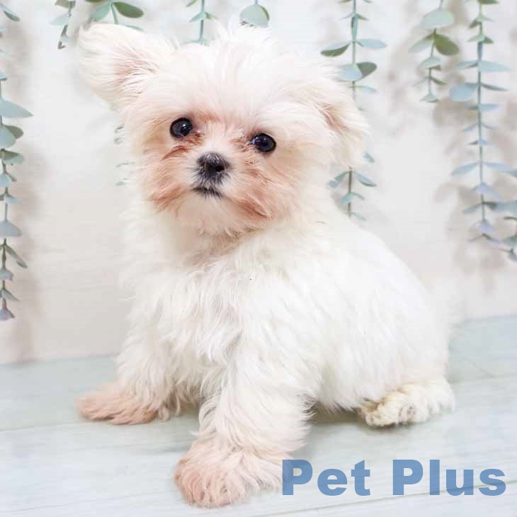 新潟県のマルチーズ (ペットプラス 新潟青山店/2025年9月8日生まれ/男の子/ホワイト)の子犬の2枚目の画像