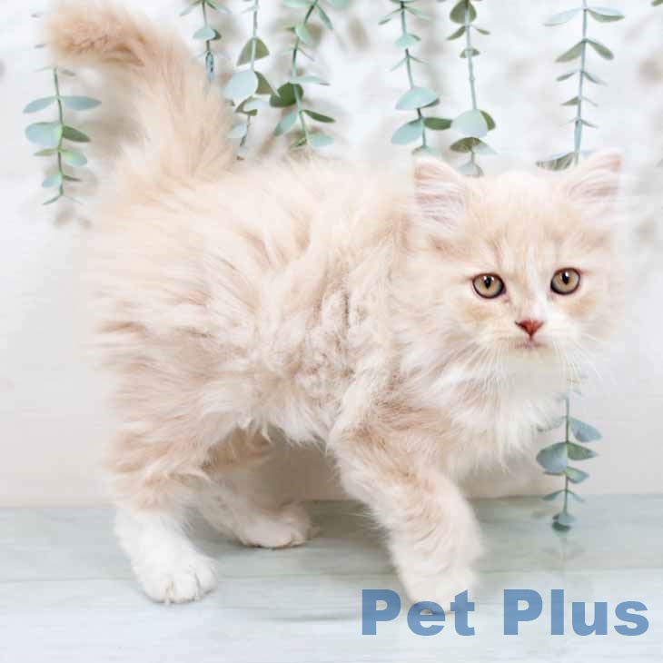 兵庫県のラガマフィン (ペットプラス 神戸三宮店/2025年9月15日生まれ/女の子/クリームタビーホワイト)の子猫の1枚目の画像