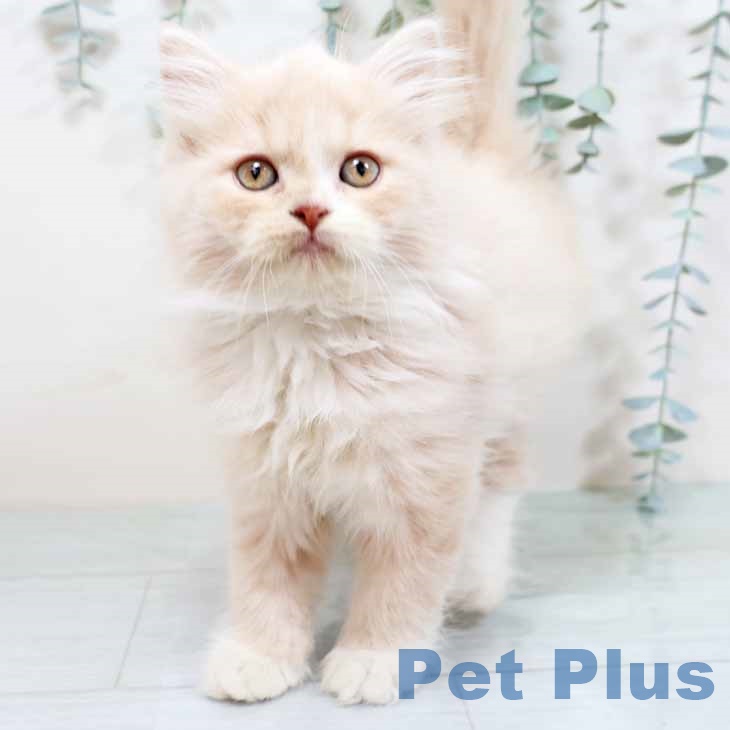 兵庫県のラガマフィン (ペットプラス 神戸三宮店/2025年9月15日生まれ/女の子/クリームタビーホワイト)の子猫の2枚目の画像