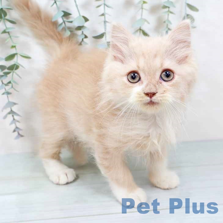 大阪府のスコティッシュフォールド (ペットプラス りんくう泉南店/2025年9月15日生まれ/男の子/クリームタビーホワイト)の子猫の1枚目の画像