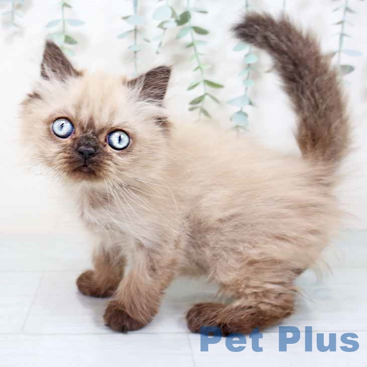 大阪府のヒマラヤン (ペットプラス イオン大日店/2025年9月10日生まれ/男の子/シールポイント)の子猫の1枚目の画像