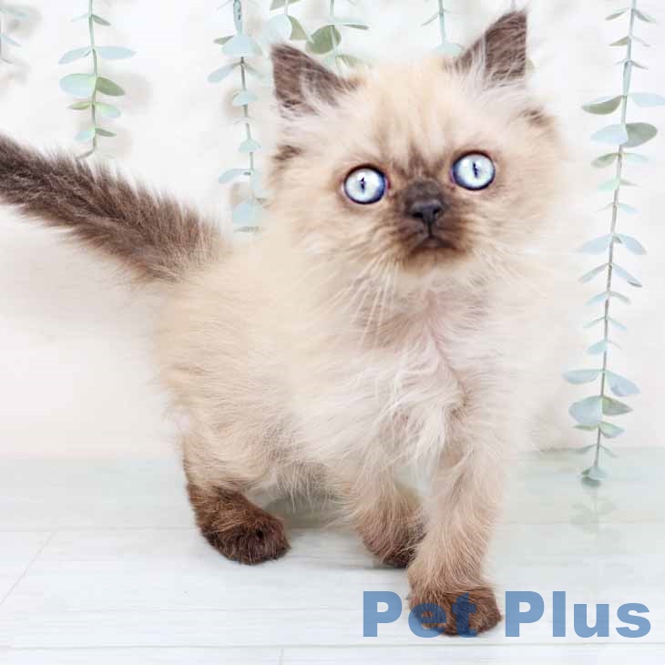 大阪府のヒマラヤン (ペットプラス イオン大日店/2025年9月10日生まれ/男の子/シールポイント)の子猫の2枚目の画像