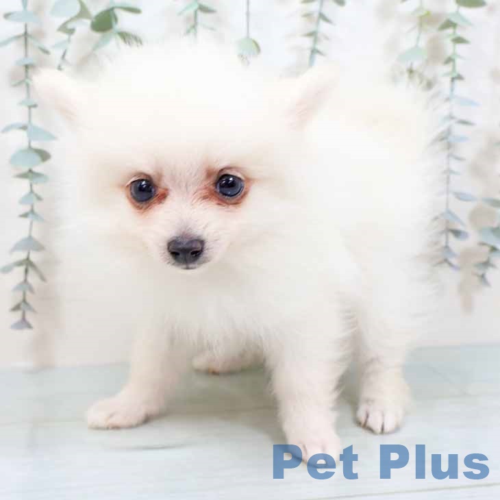 新潟県のポメラニアン (ペットプラス 新潟青山店/2025年9月15日生まれ/男の子/クリーム)の子犬の1枚目の画像