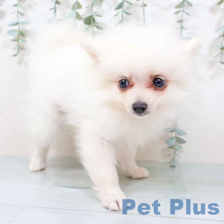 新潟県のポメラニアン (ペットプラス 新潟青山店/2025年9月15日生まれ/男の子/クリーム)の子犬の2枚目の画像