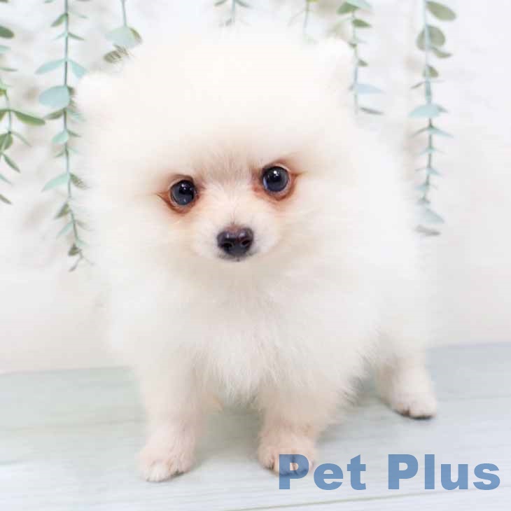 大阪府のポメラニアン (ペットプラス 四條畷店/2025年9月15日生まれ/男の子/クリーム)の子犬の1枚目の画像