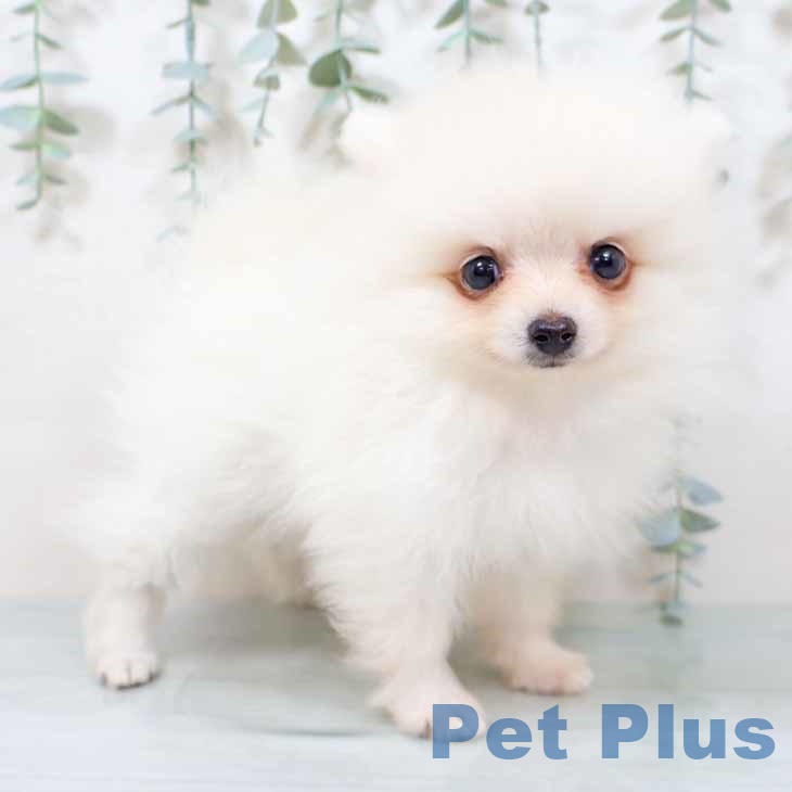 大阪府のポメラニアン (ペットプラス 四條畷店/2025年9月15日生まれ/男の子/クリーム)の子犬の2枚目の画像