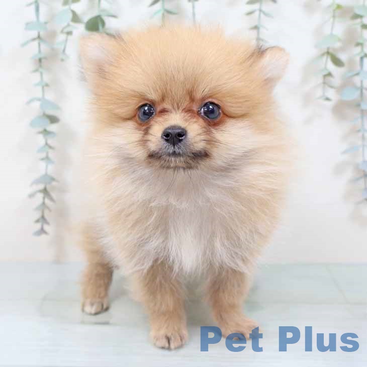 大阪府のポメラニアン (ペットプラス 四條畷店/2025年9月15日生まれ/男の子/オレンジ)の子犬の1枚目の画像