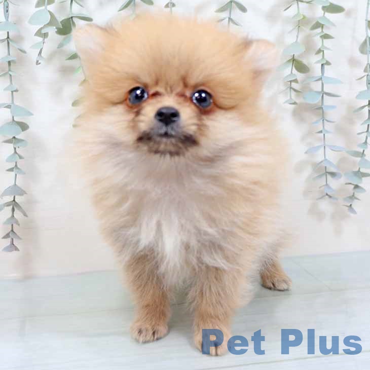 大阪府のポメラニアン (ペットプラス 四條畷店/2025年9月15日生まれ/男の子/オレンジ)の子犬の2枚目の画像