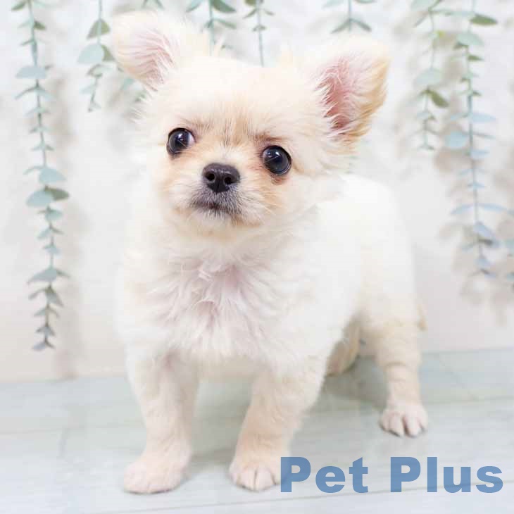 大阪府のチワワ(ロング) (ペットプラス 鶴見店/2025年9月10日生まれ/男の子/ホワイトクリーム)の子犬の1枚目の画像