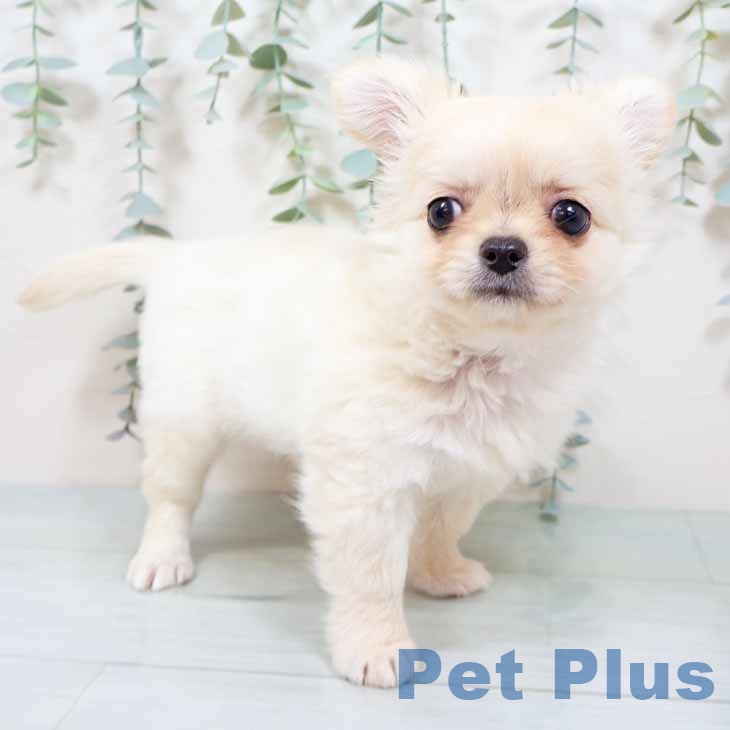 大阪府のチワワ(ロング) (ペットプラス 鶴見店/2025年9月10日生まれ/男の子/ホワイトクリーム)の子犬の2枚目の画像