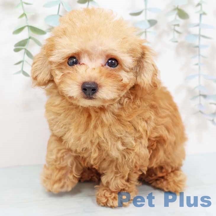 京都府のトイプードル(トイ) (ペットプラス 京都桂川店/2025年9月8日生まれ/男の子/レッドフォーン)の子犬の1枚目の画像