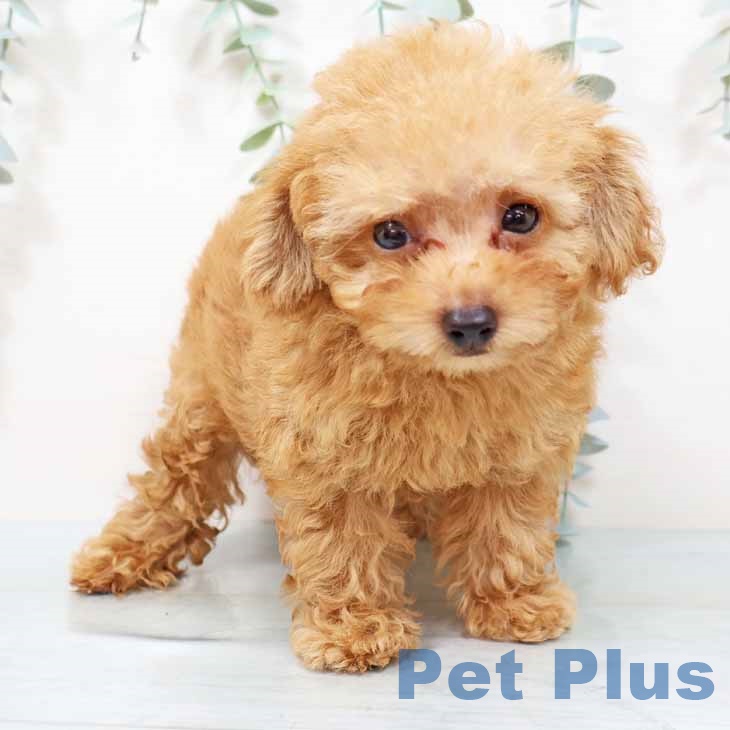 京都府のトイプードル(トイ) (ペットプラス 京都桂川店/2025年9月8日生まれ/男の子/レッドフォーン)の子犬の2枚目の画像
