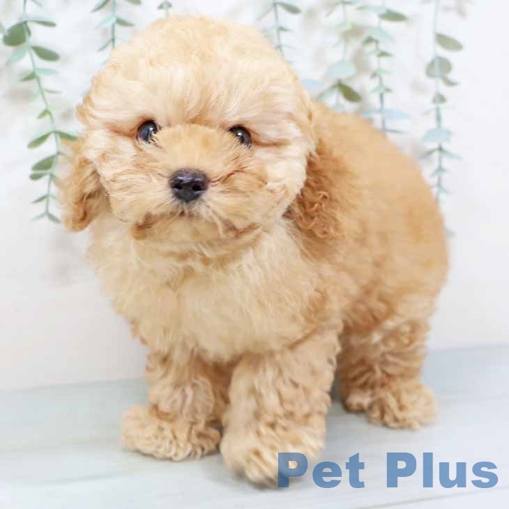 大阪府のトイプードル(トイ) (ペットプラス りんくう泉南店/2025年9月9日生まれ/男の子/オレンジフォーン)の子犬の1枚目の画像