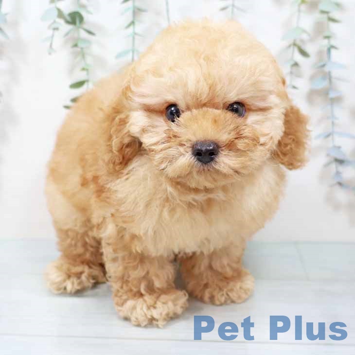 大阪府のトイプードル(トイ) (ペットプラス りんくう泉南店/2025年9月9日生まれ/男の子/オレンジフォーン)の子犬の2枚目の画像